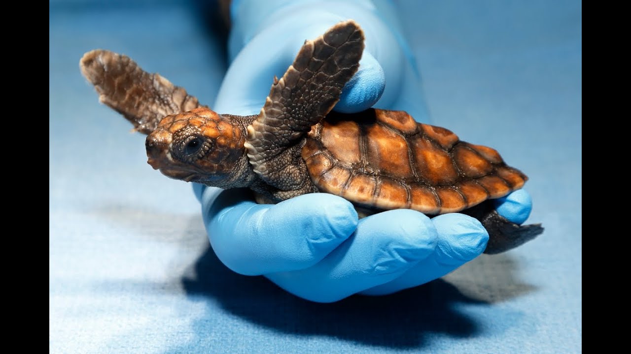 Loggerhead turtle update!