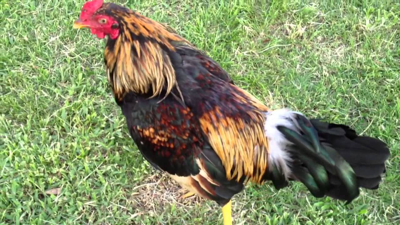 Un chien et un coq jouent ensemble
