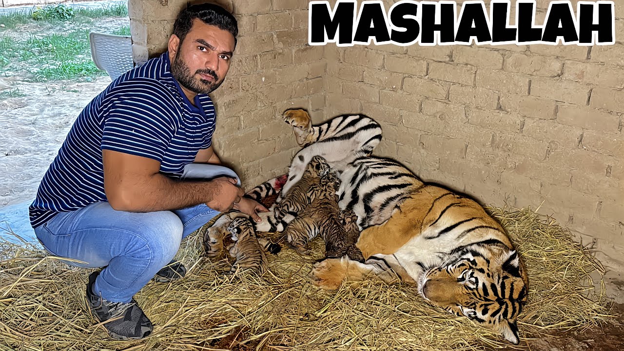 Julliee Nay 5 Bachay Dai Diye 😱🐅