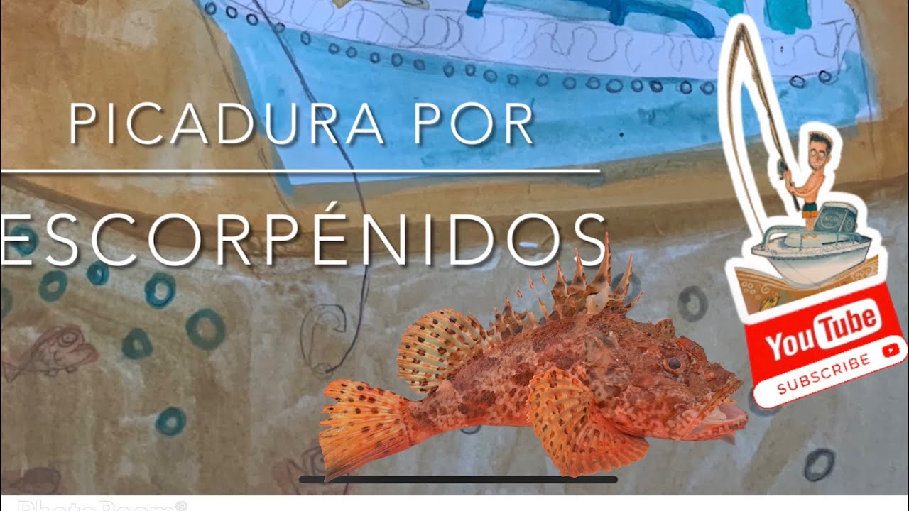 Picadura por escorpénidos