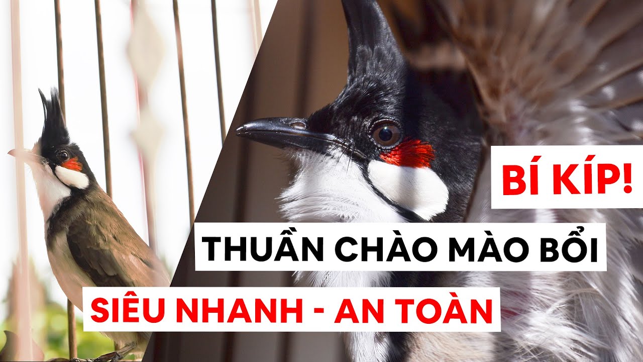 CÁCH THUẦN CHÀO MÀO BỔI SIÊU NHANH & AN TOÀN - CHÀO MÀO HÓT ĐẤU