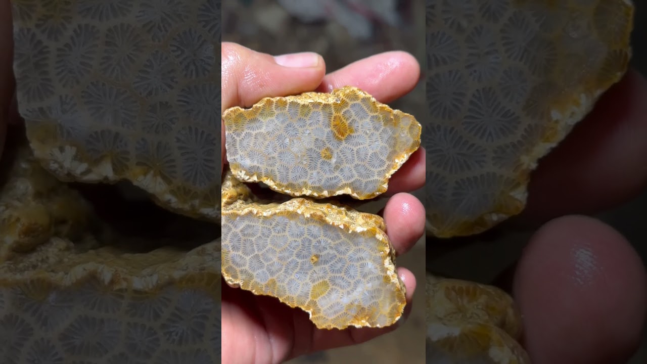 Bahan batu akik teratai , ( fossilcoral) 