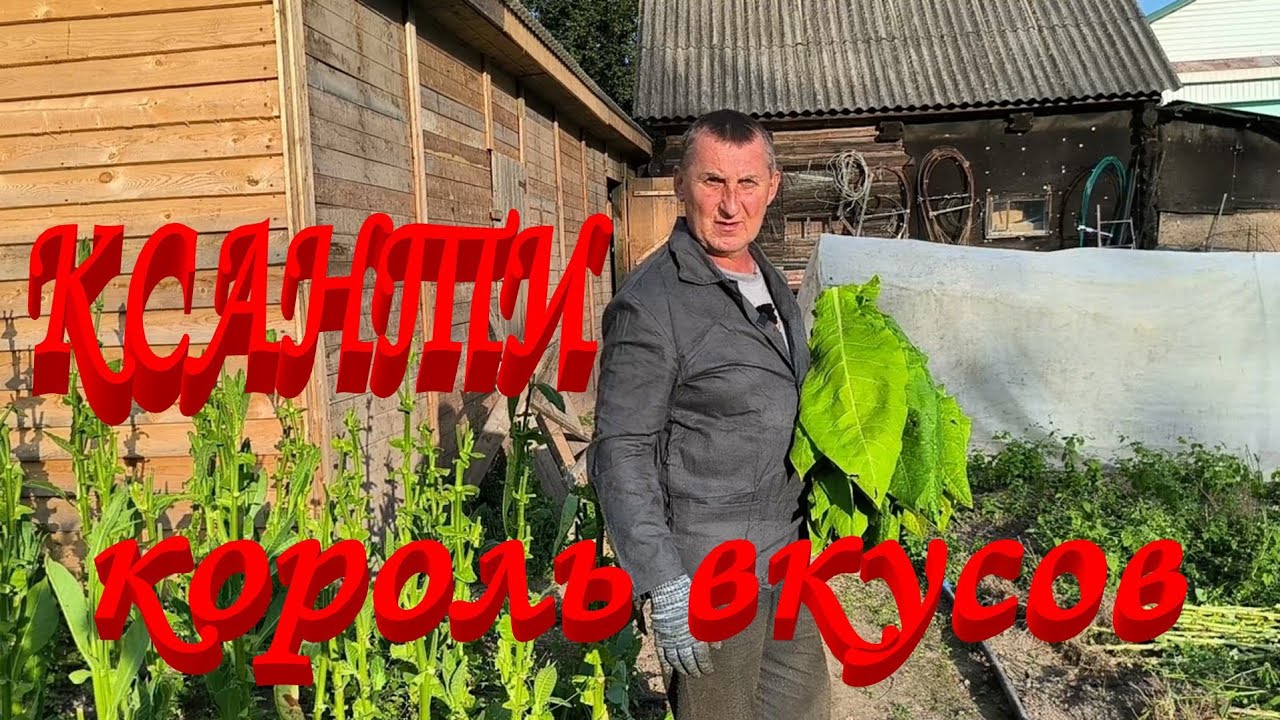 ОСОБЕННОСТИ уборки ТАБАКА КСАНТИ.Рубим ГЕРЦЕГОВИНУ со стеблями. Готовимся к сбору СЕМЯН.