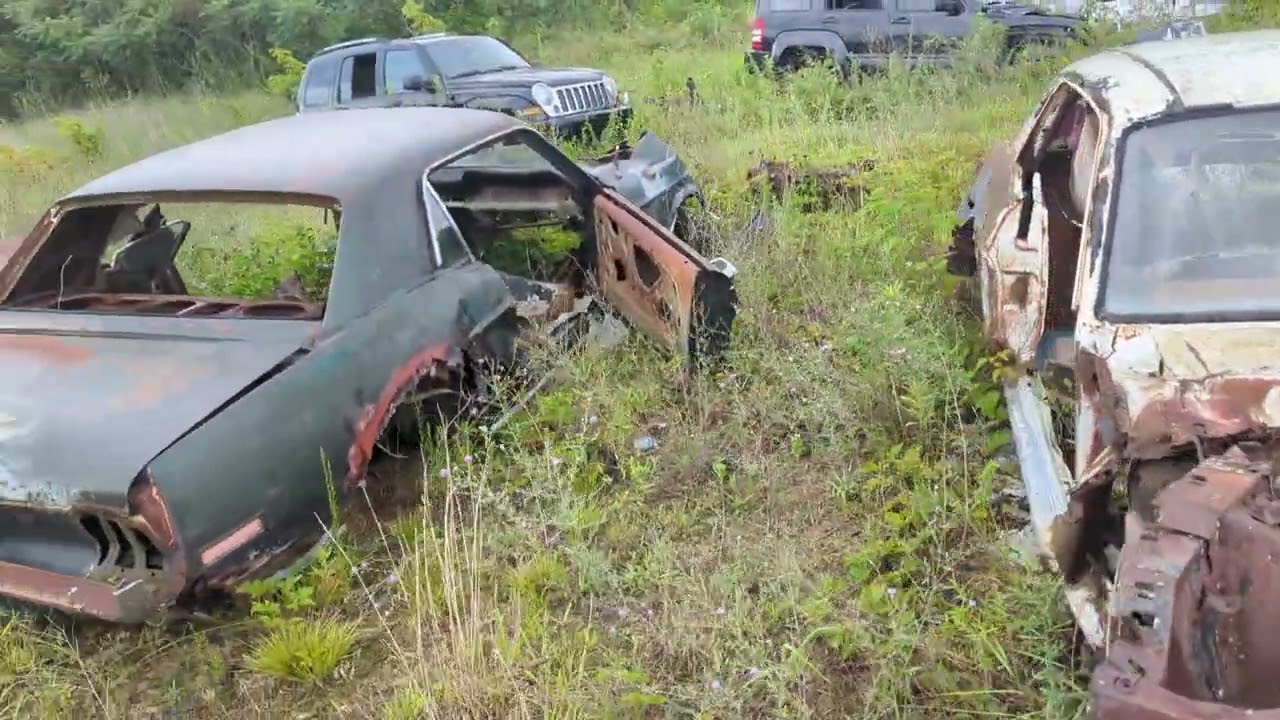 Few classic mustangs in the salvage yard