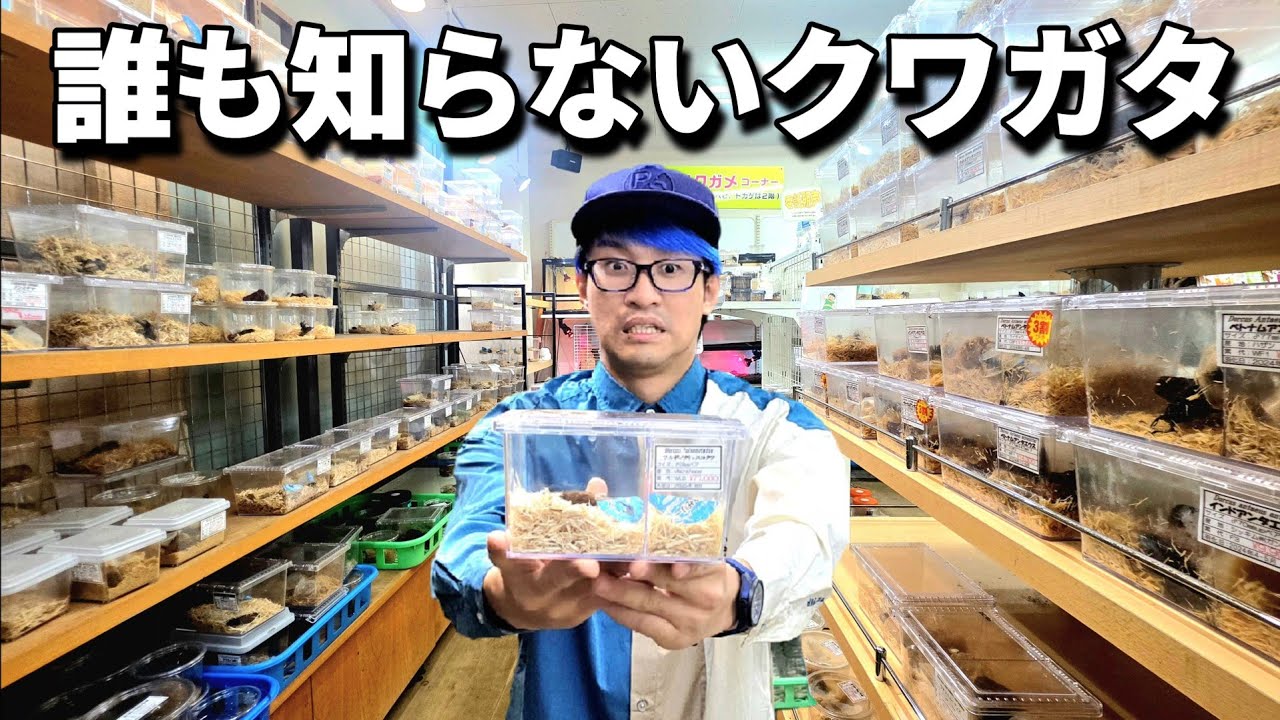 ２ヶ月振りに関東最大級の昆虫ショップに行ったら見たこと無い高級クワガタいた