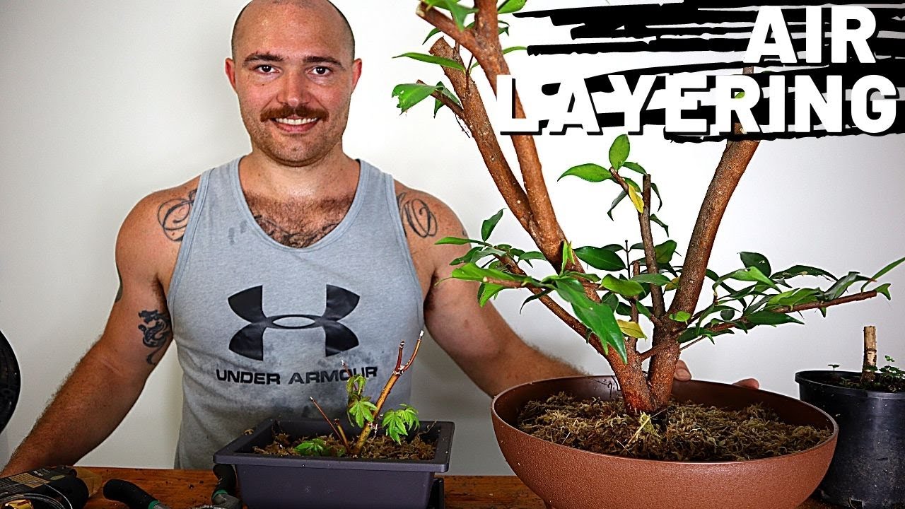 Harvesting Air Layerings | Japanese Maple and Lilly Pilly