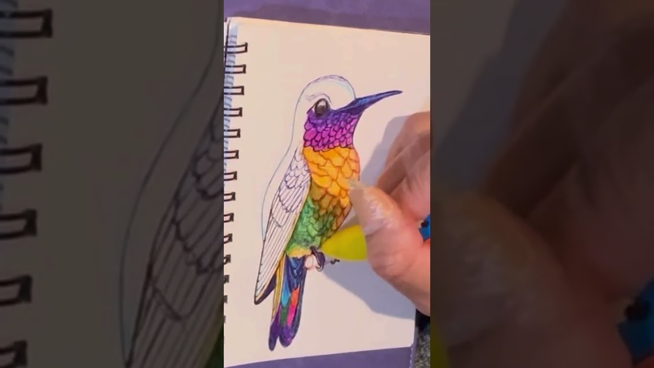 Quick sketch hummingbird 