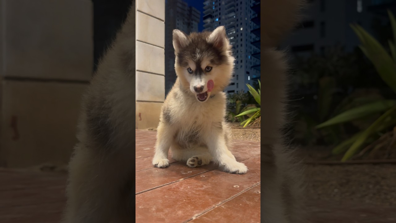 Flexing and stretching 🙆🏻&zwj;♂️  #pomskylife