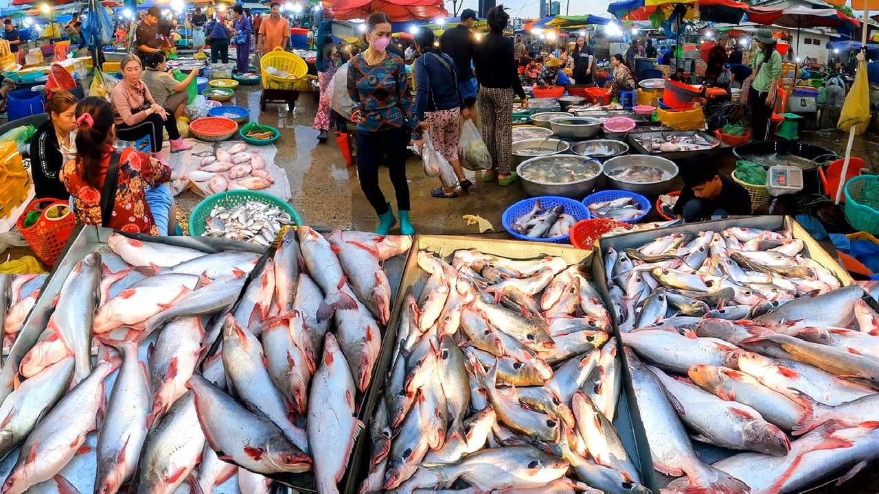Cambodia Fish Distribution Market, Fish Jumping out Tank, Freshwater Fish Abundant in Wet Markets
