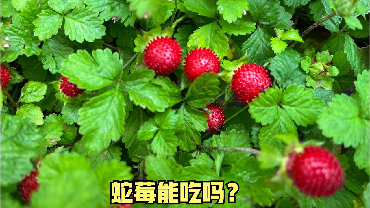 蛇莓能吃吗？蛇莓有毒吗？