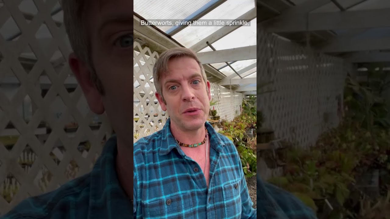 Different Colored Flowers of Pinguicula laueana