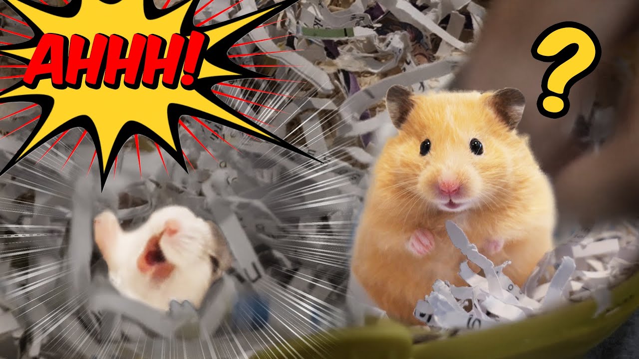 Два новых члена хомяков 8-го поколения /Two New Members of My 8th Gen Hamsters