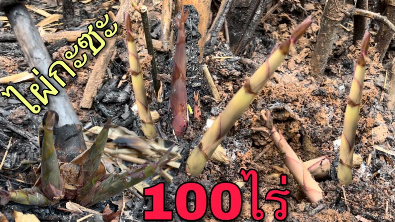 พาลุยหาหน่อไม้ไฟไหม้ไผ่กะซะ100ไร่ออกคักออกแน่หักกันมันส์มือไปเลยมีแต่แหนงอวบๆ