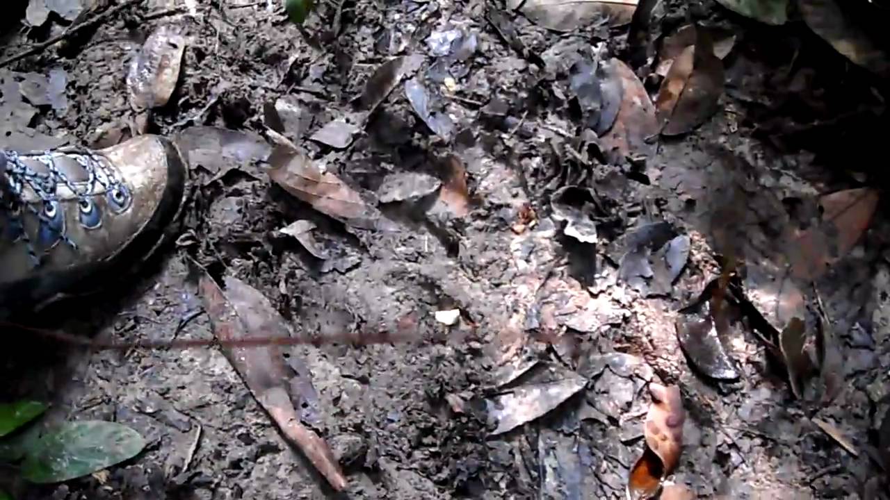 Tiger footprint in taman negara