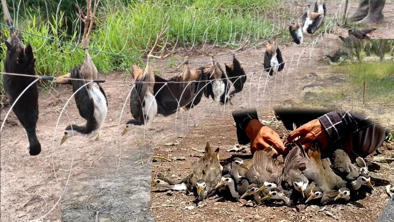 Unbelievable Bird Trap! A Whole Flock of Watercock at Once #The_Bird_Kingdom