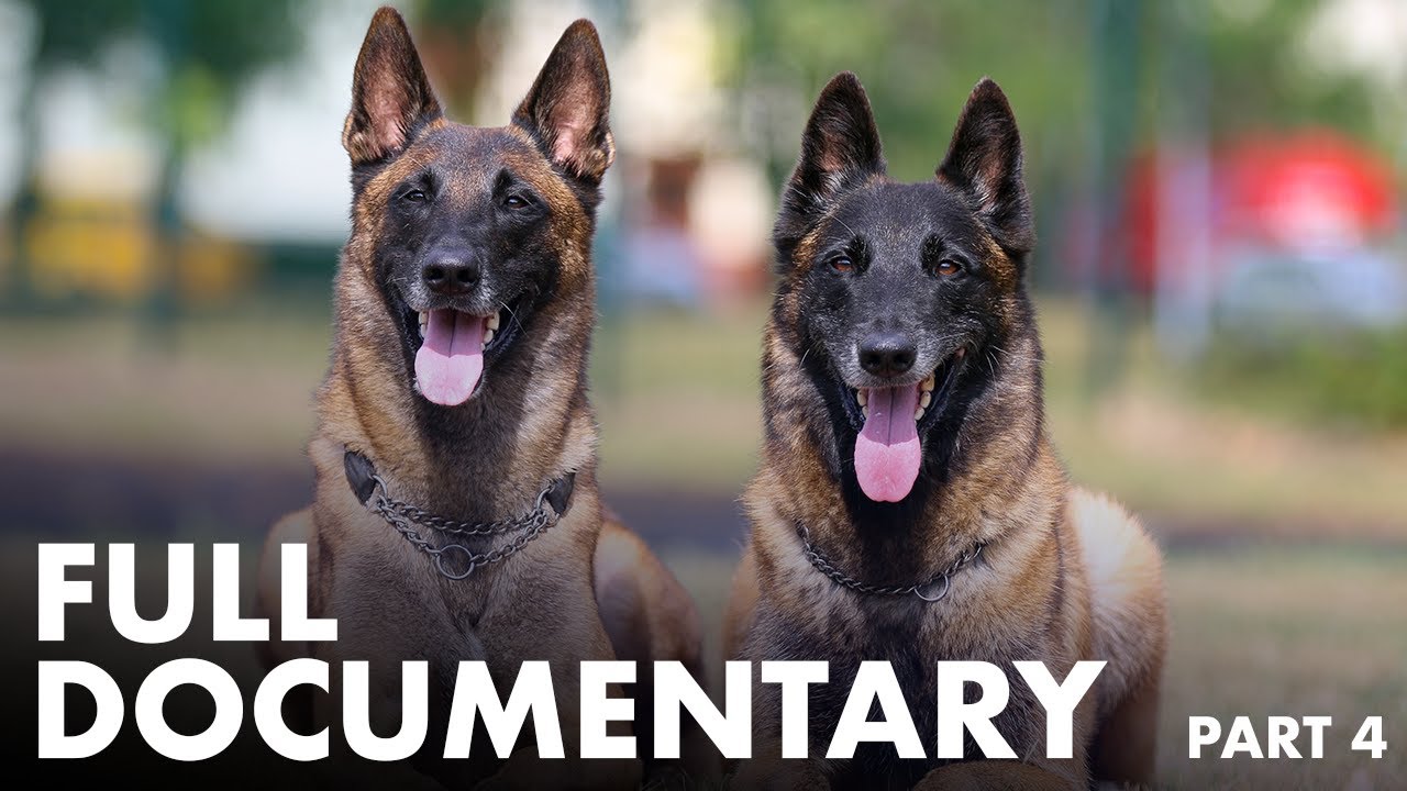 The Working Dog - Full Documentary (Part 4/4)