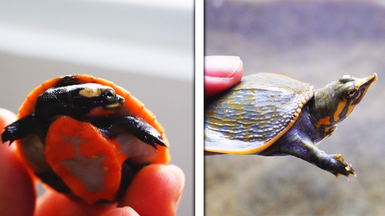Las NUEVAS TORTUGAS Del Canal! 🐢