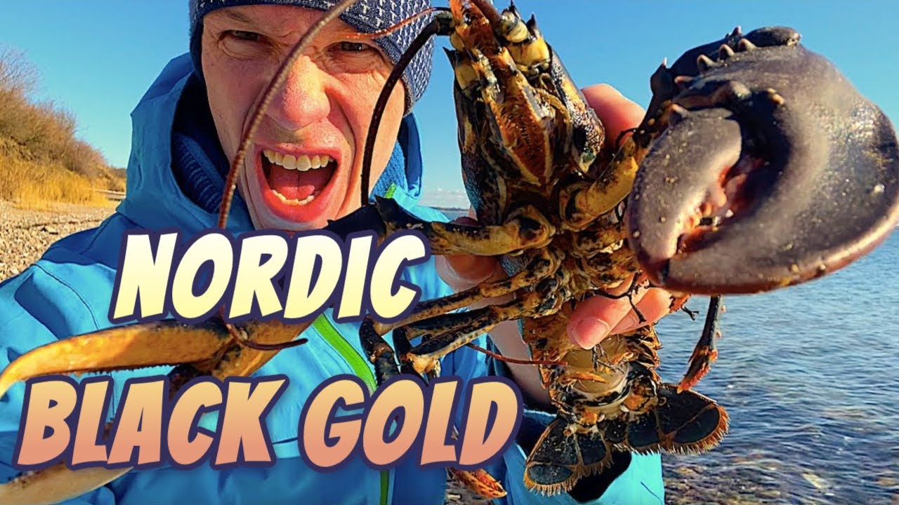 BLACK GOLD OF SCANDINAVIA | Lobster Caught By Hand | Nordic Wilderness and Ocean Life