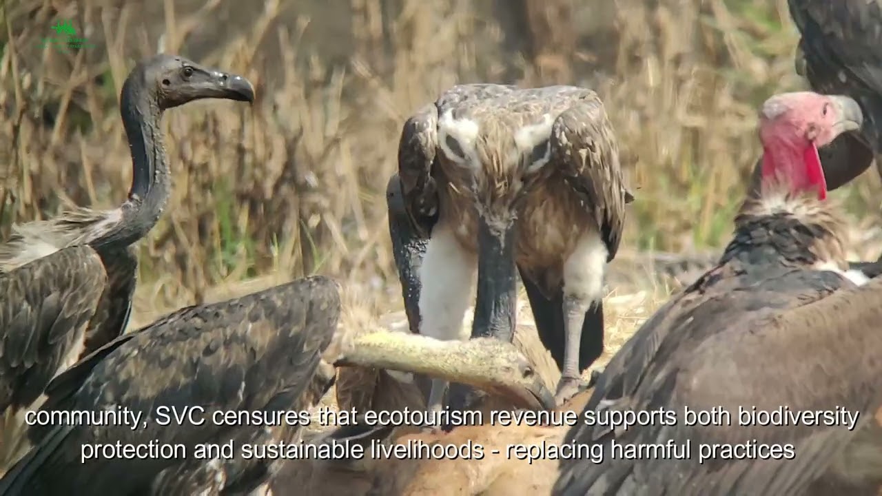 Where Giants Feed: Saving Cambodia’s Last Vultures | Wings of Survival: Witness the Wild Comeback |