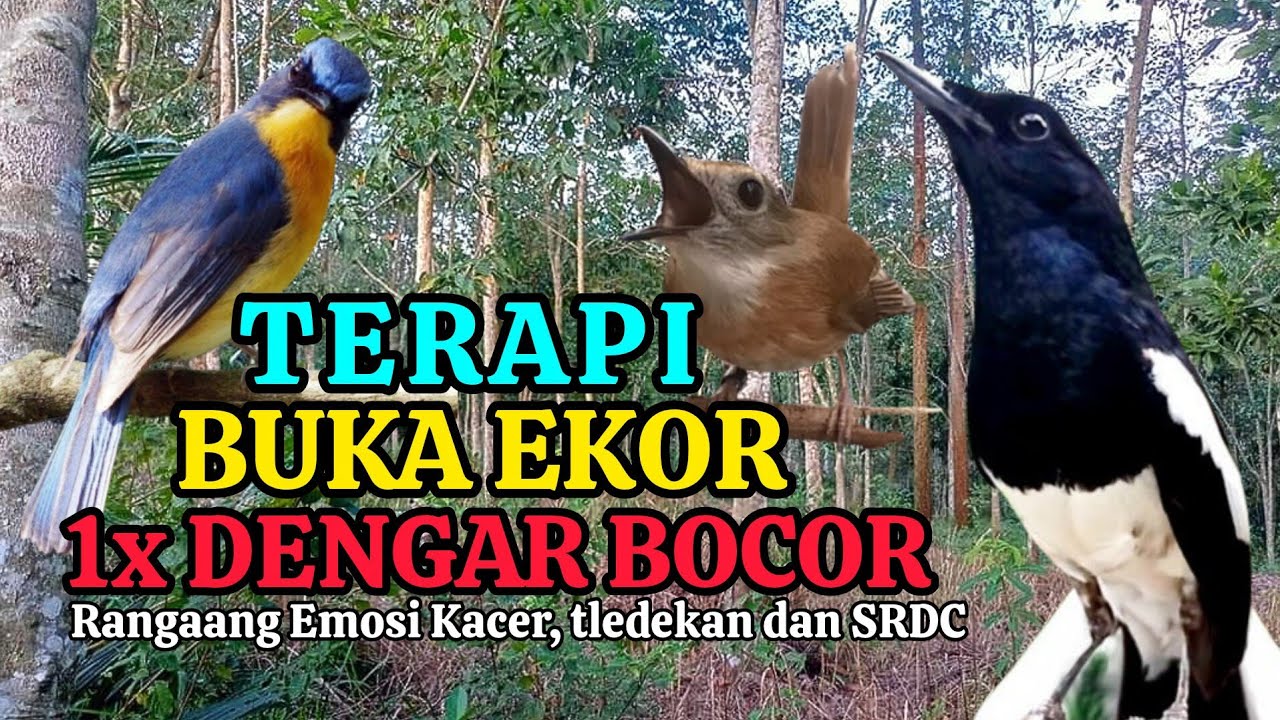 TERBUKTI AMPUH, MERANGSANG EMOSI TLEDEKAN GUNUNG, SRDC DAN KACER