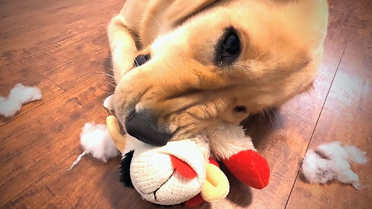 UNCUT Proof my Golden Retriever Destroys Toys in MINUTES