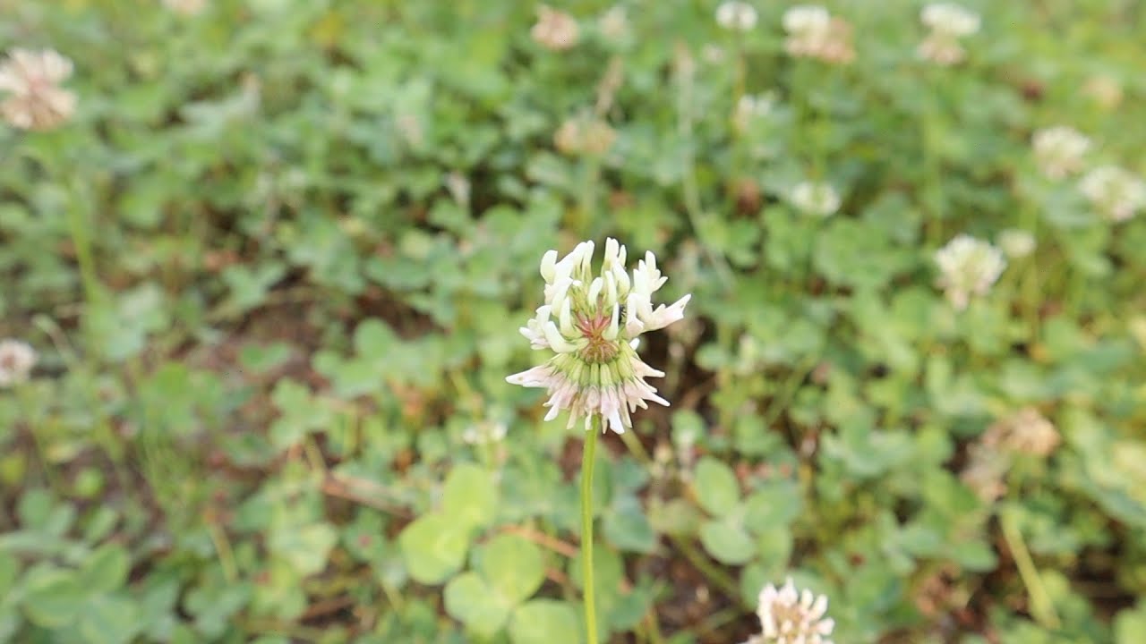 How To Grow KILLER Clover Plots