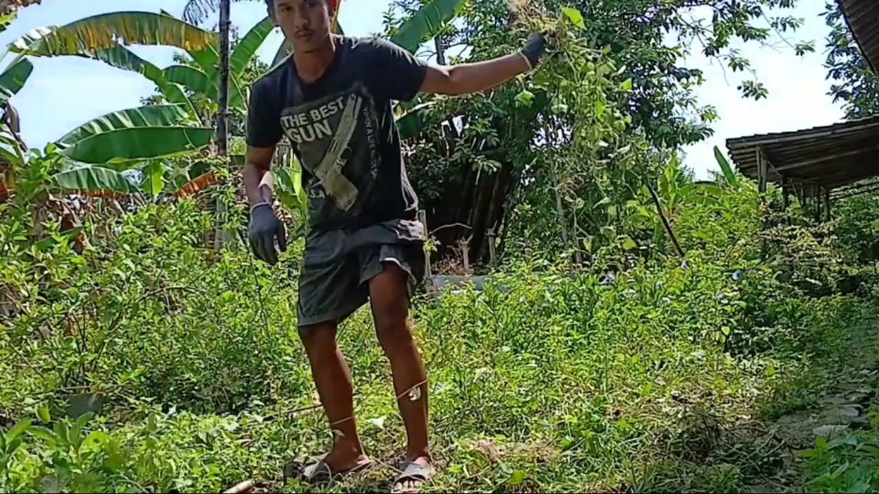 Cara Ampuh Biar Rumput Di Lahan Ground Tidak Tumbuh Lagi Selamanya #petani #rumputliar #cangkul 