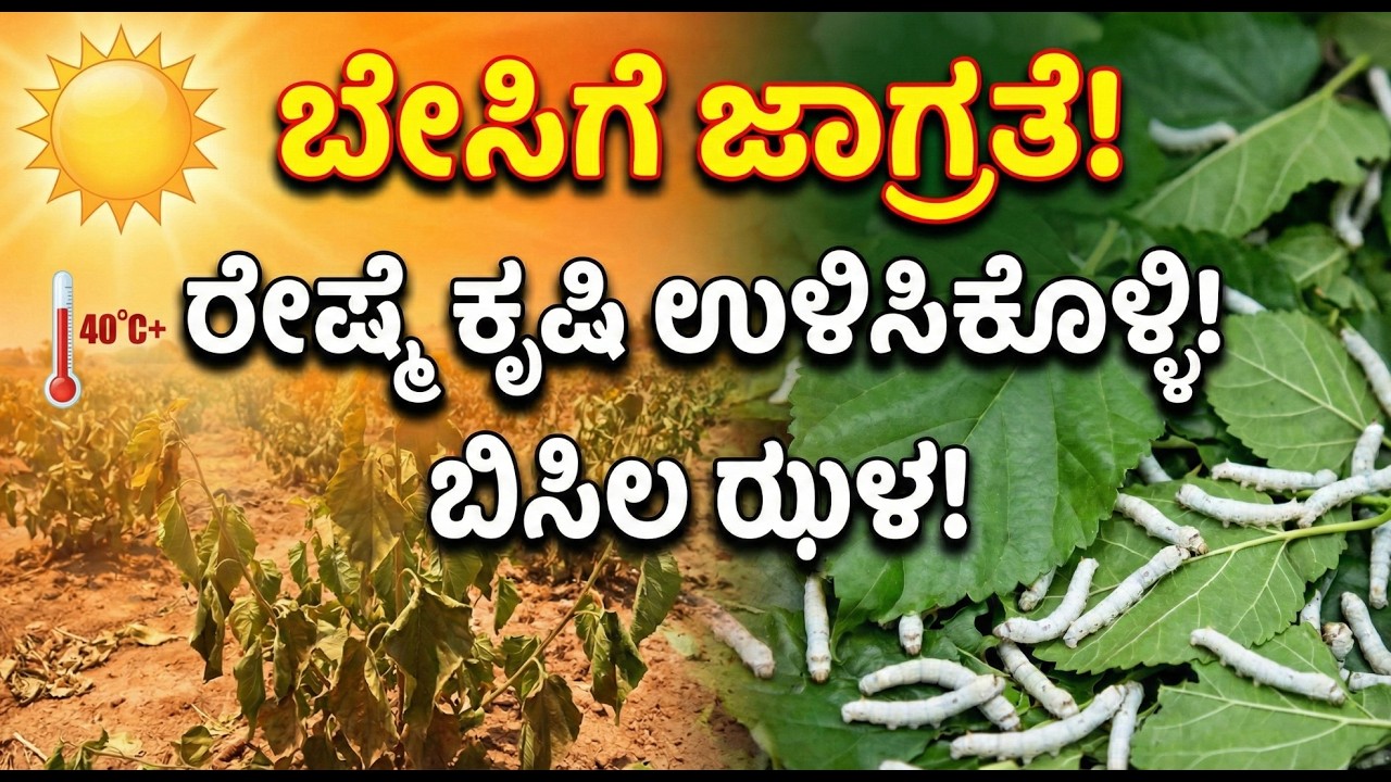 ಬೇಸಿಗೆ ಕಾಲದಲ್ಲಿ ರೇಷ್ಮೆ ಕೃಷಿ ಹೇಗೆ ಉಳಿಸಿಕೊಳ್ಳಬೇಕು? 🌡️🌿 ಸಂಪೂರ್ಣ Summer Care Guide | Karnataka Farmers