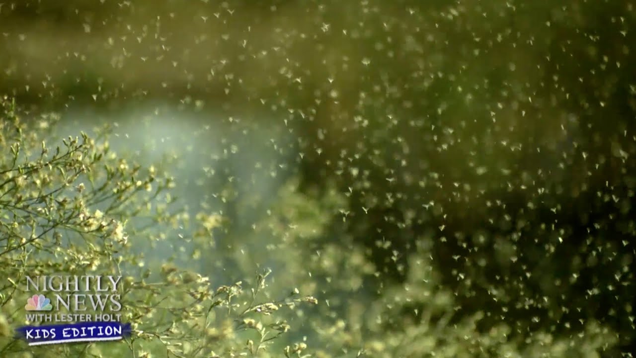 What Are Allergies And Why Do We Have Them? | Nightly News: Kids Edition