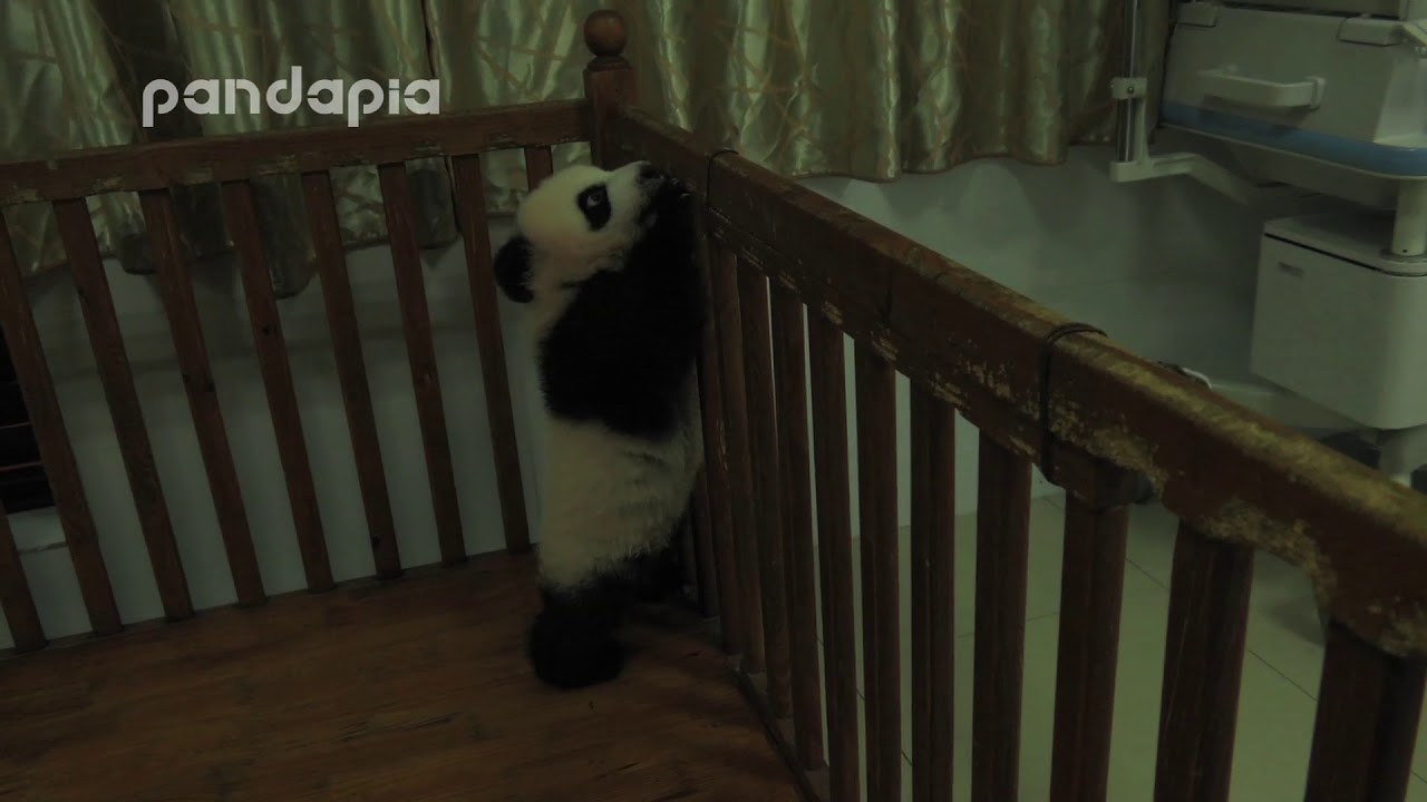 panda cub tries to climb out of the bed