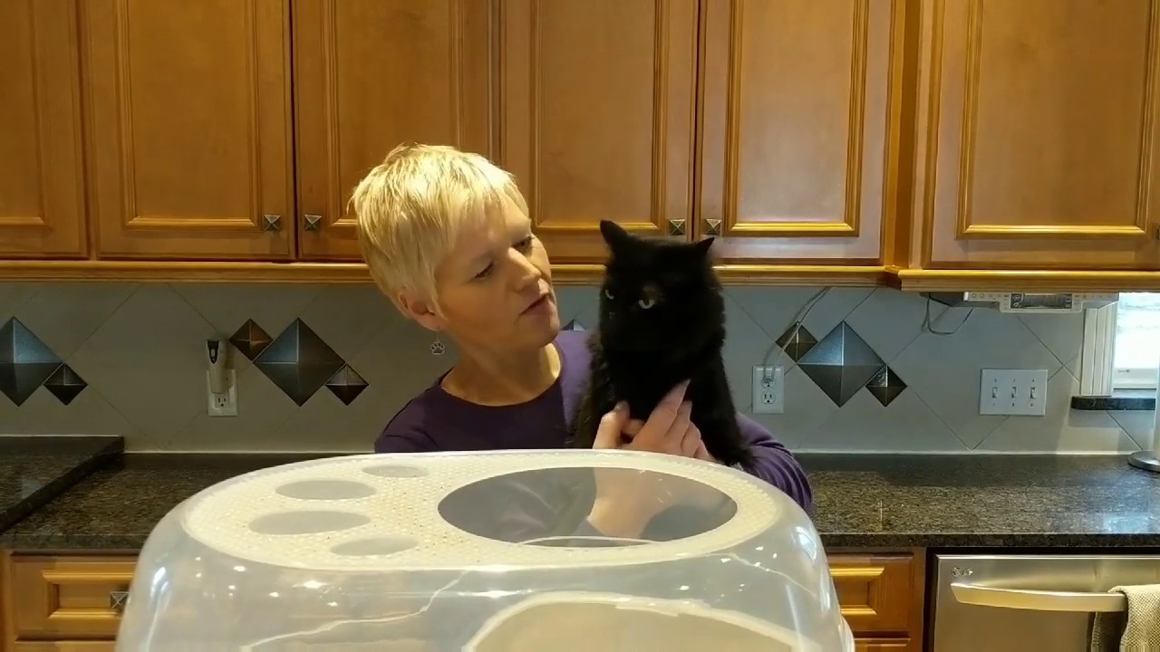 Top Entry Litter Box