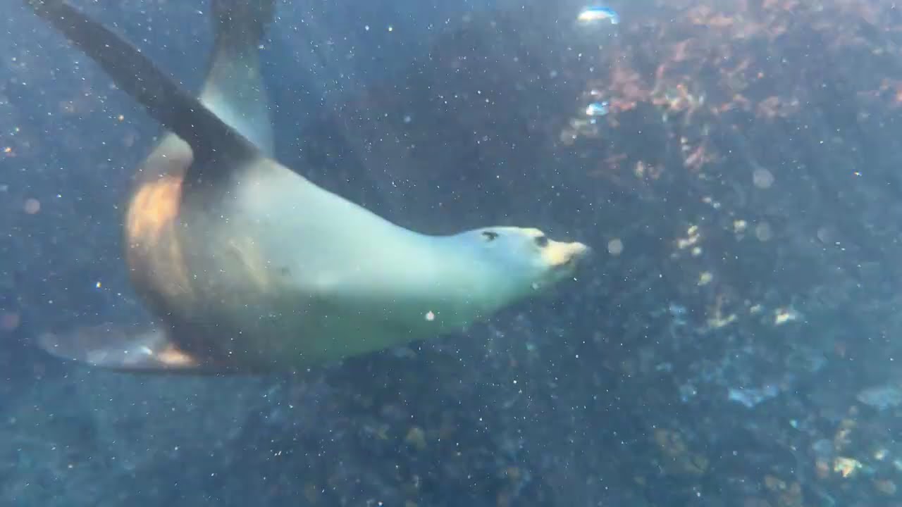 Seal Lion   THE BEST