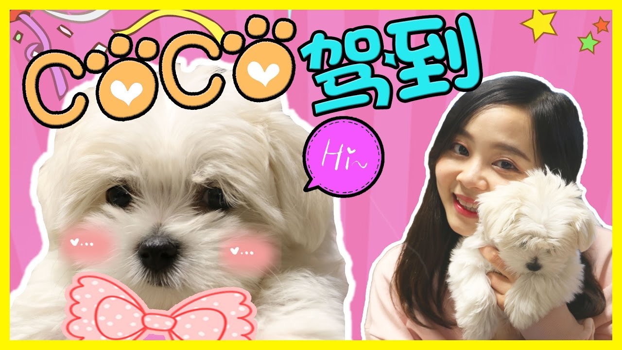 小伶的新家庭成員：愛犬小狗 “COCO” 登場！ | 小伶玩具 Xiaoling toys