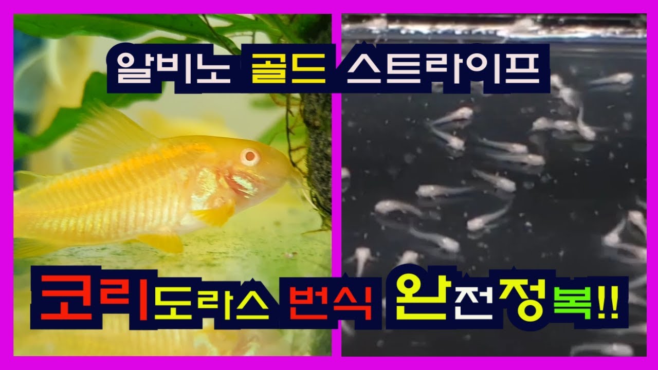 [물멍여인]코리번식 완전정복 I 알비노 골드 스트라이프 (알골) I 아마존으로 착각 시키기 I 알골번식방법 I Albino Gold Stripe Breeding
