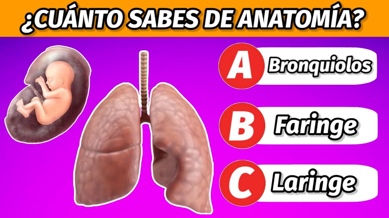 30 Preguntas de Anatom&iacute;a y Cuerpo Humano: &iquest;Eres un Futuro M&eacute;dico o Necesitas Estudiar M&aacute;s? 🩺🩸