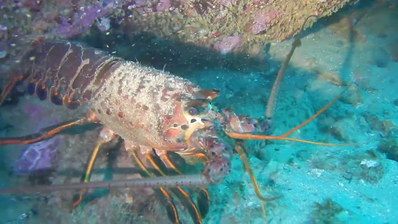 Santa Cruz Island Feb 7