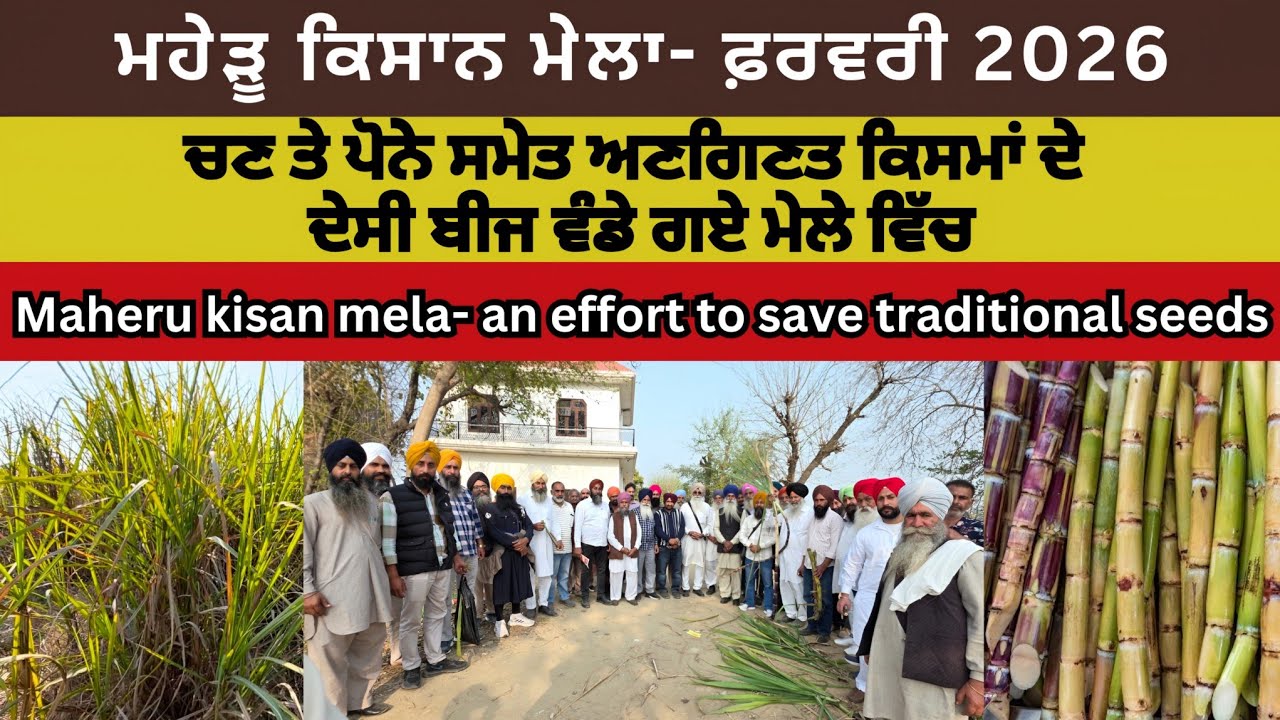 Maheru Kisan Mela-an effort to save traditional seeds। ਮਹੇੜੂ ਕਿਸਾਨ ਮੇਲੇ ਵਿੱਚ ਵੰਡੇ ਗਏ ਅਣਗਿਣਤ ਬੀਜ