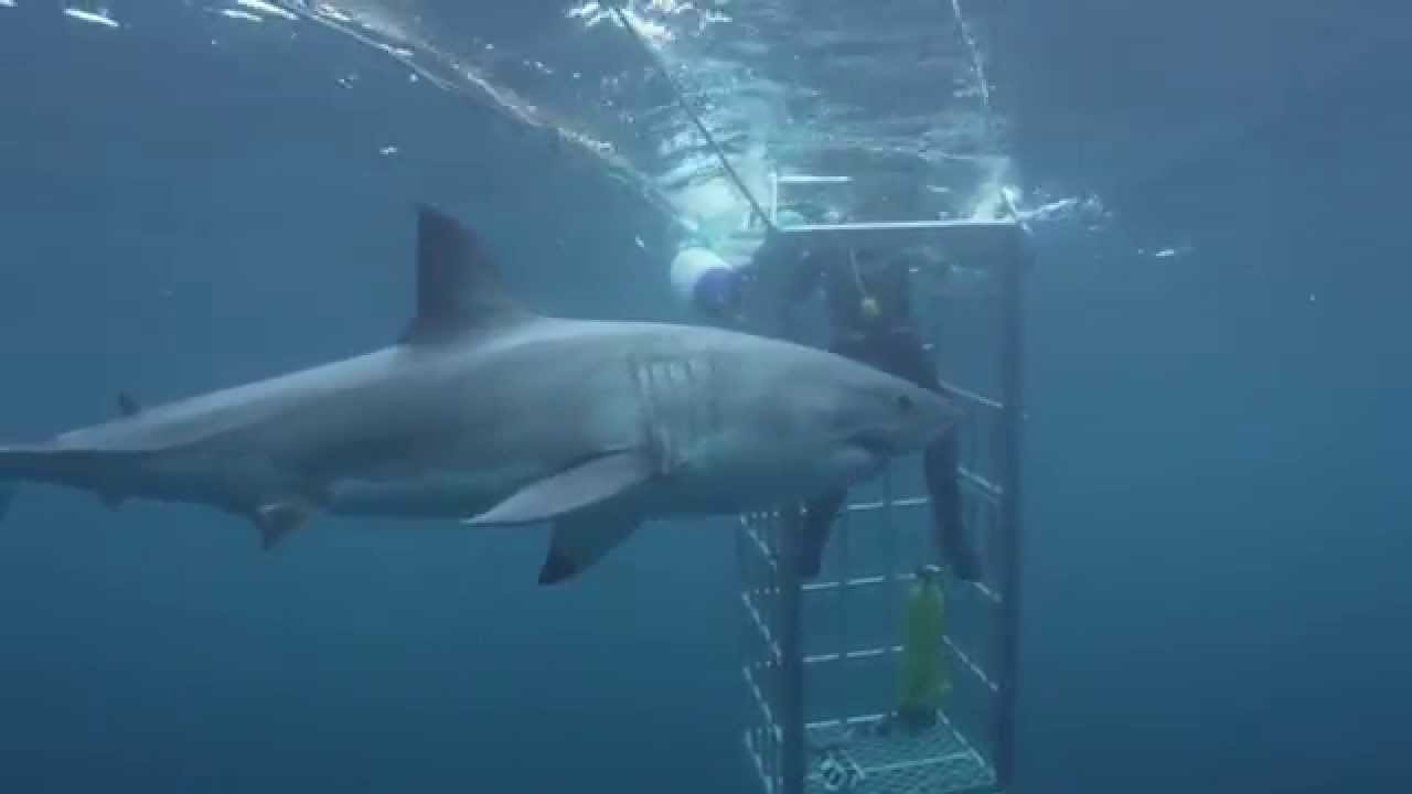 Shark Week - Witte haai valt duiker in een kooi aan