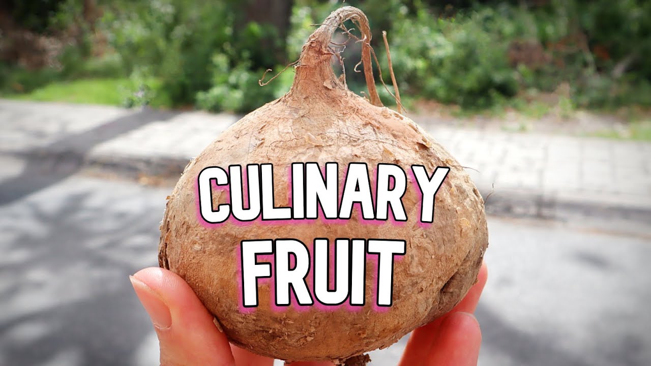 JICAMA : The Vegetable That is Used as a Fruit - Weird Fruit Explorer