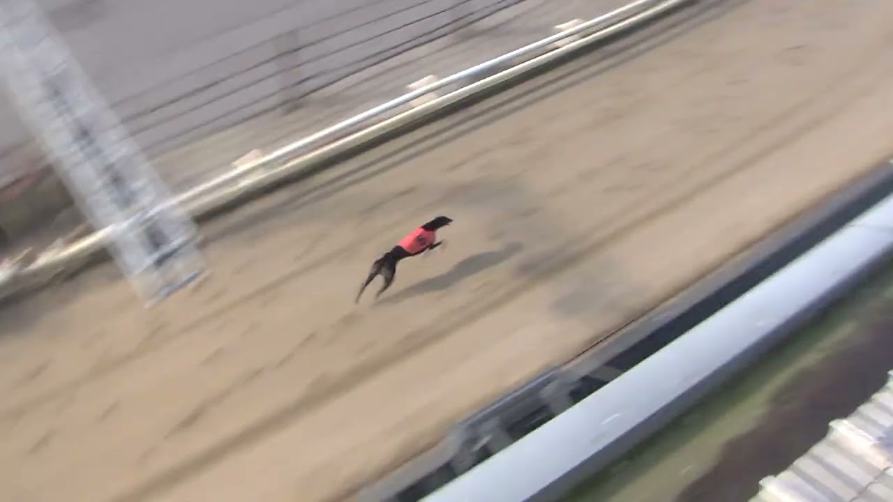 Greyhound 2026- 14.03.2026 Trial 4