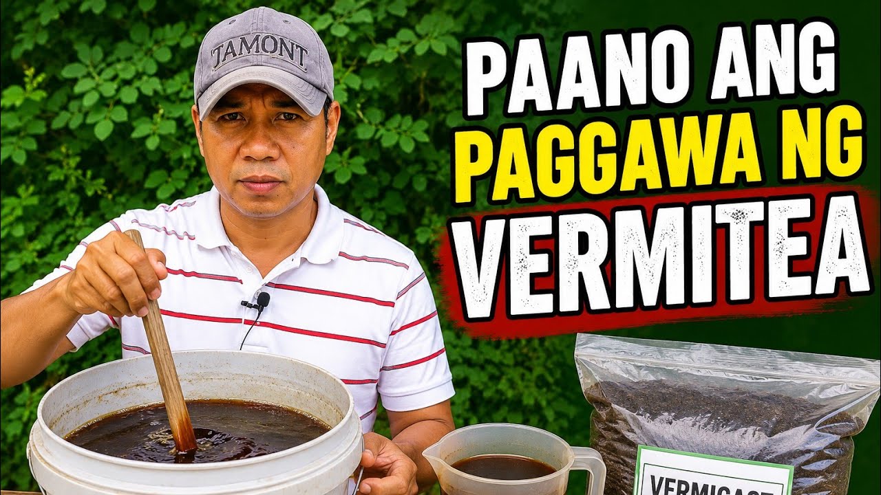Paano Gumawa Ng Vermitea I Complete Tutorial