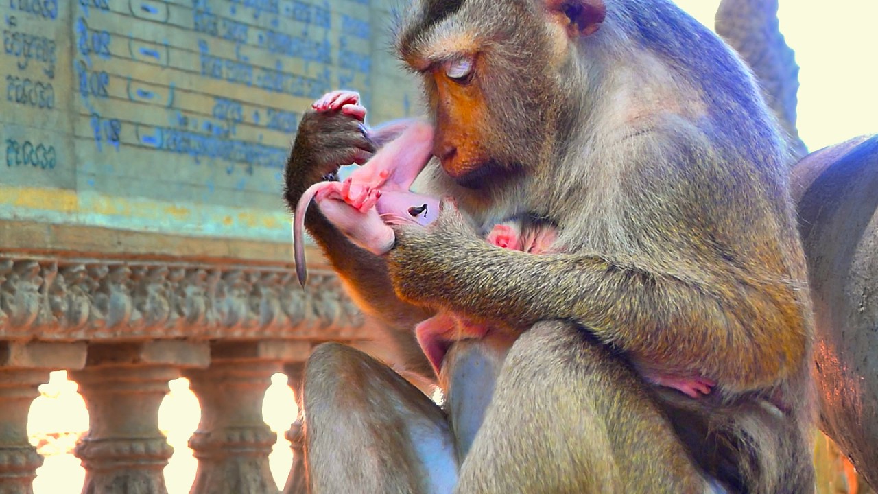 Premature Newborn Monkey seems weak, But Mom monkey tries to take care and hold her gently