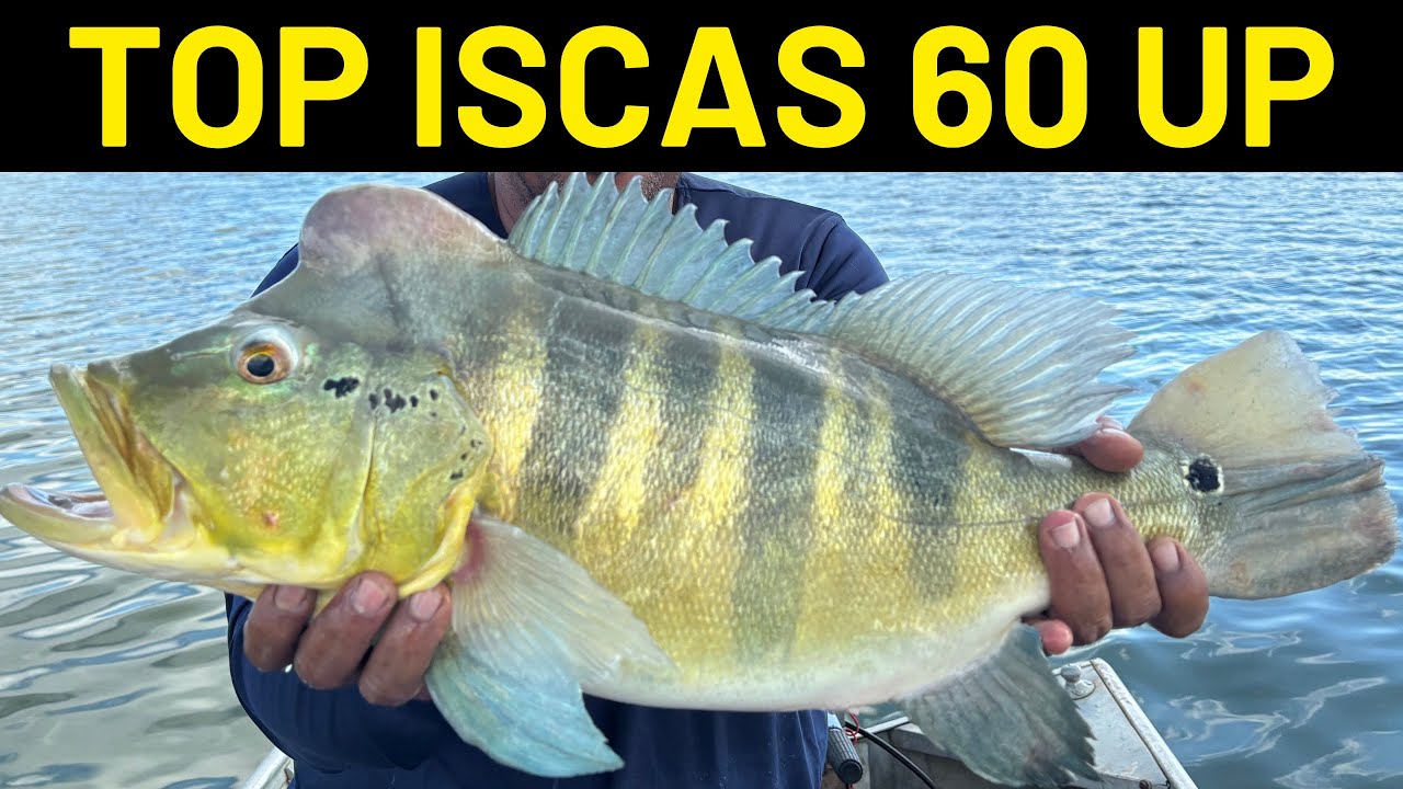 MELHORES ISCAS PARA TUCUNARÉ 60 UP#pescaria