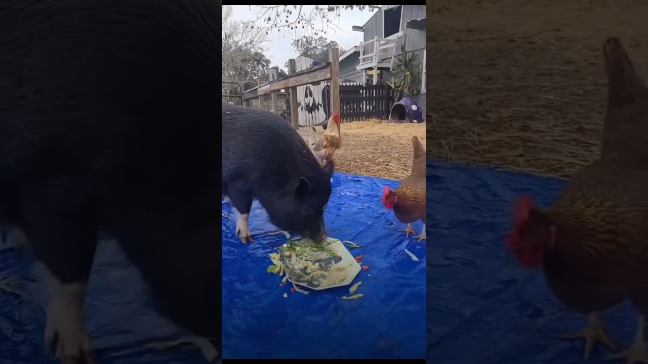 Pigs 101: Season 1 (mini pigs) Episode 3:  Potbelly