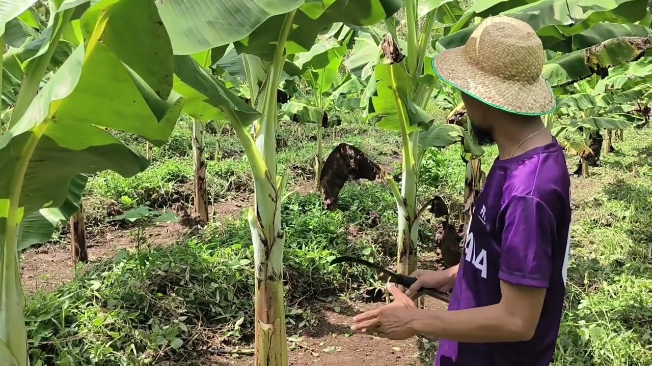 Bakit natin to ginagawa sa saging lakatan?