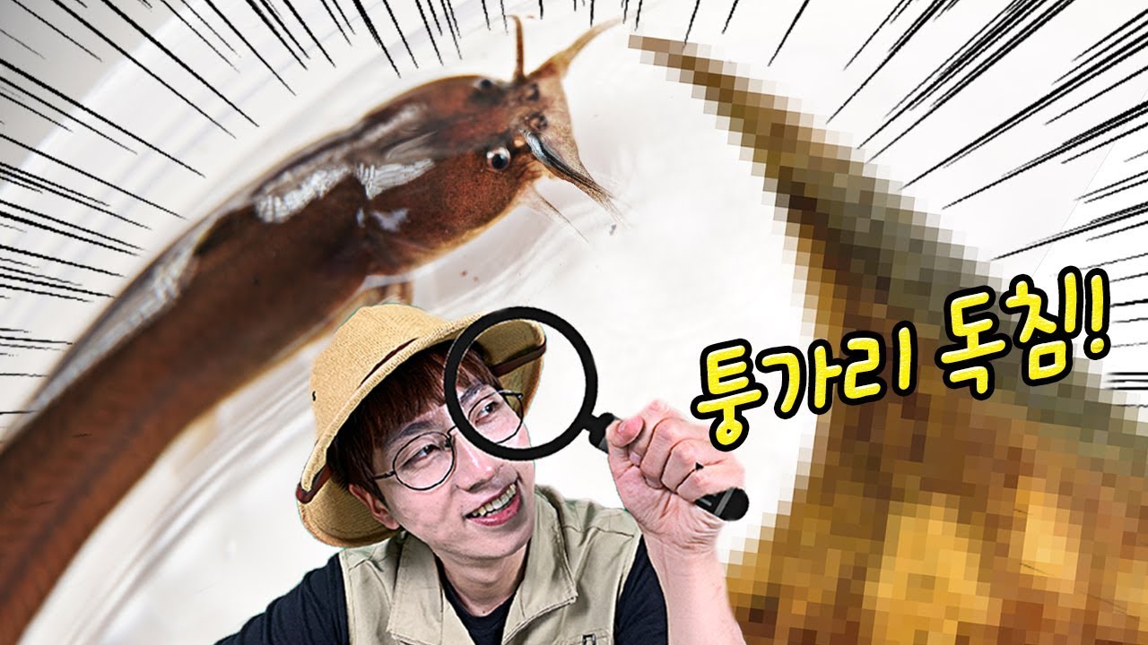 계곡 최강난폭군! 퉁가리 독침 1000배 확대!