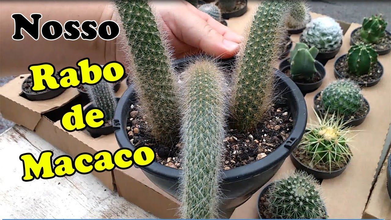MUDANDO NOSSO RABO DE MACACO,,,