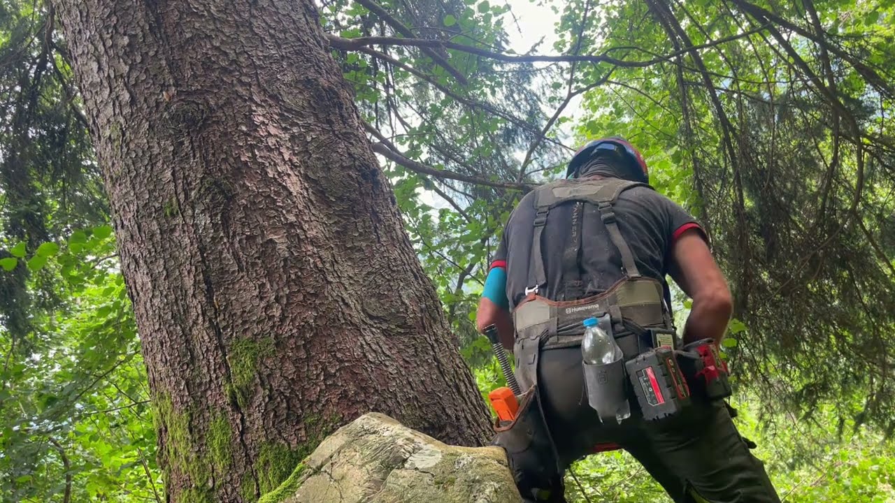 Chainsaw Powercutting - Husqvarna 592xpg [  Compilation ]