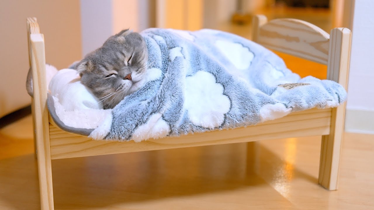 Зимний дебют пледа моего кота… а он не хочет вылезать 🤣 (Русские субтитры)