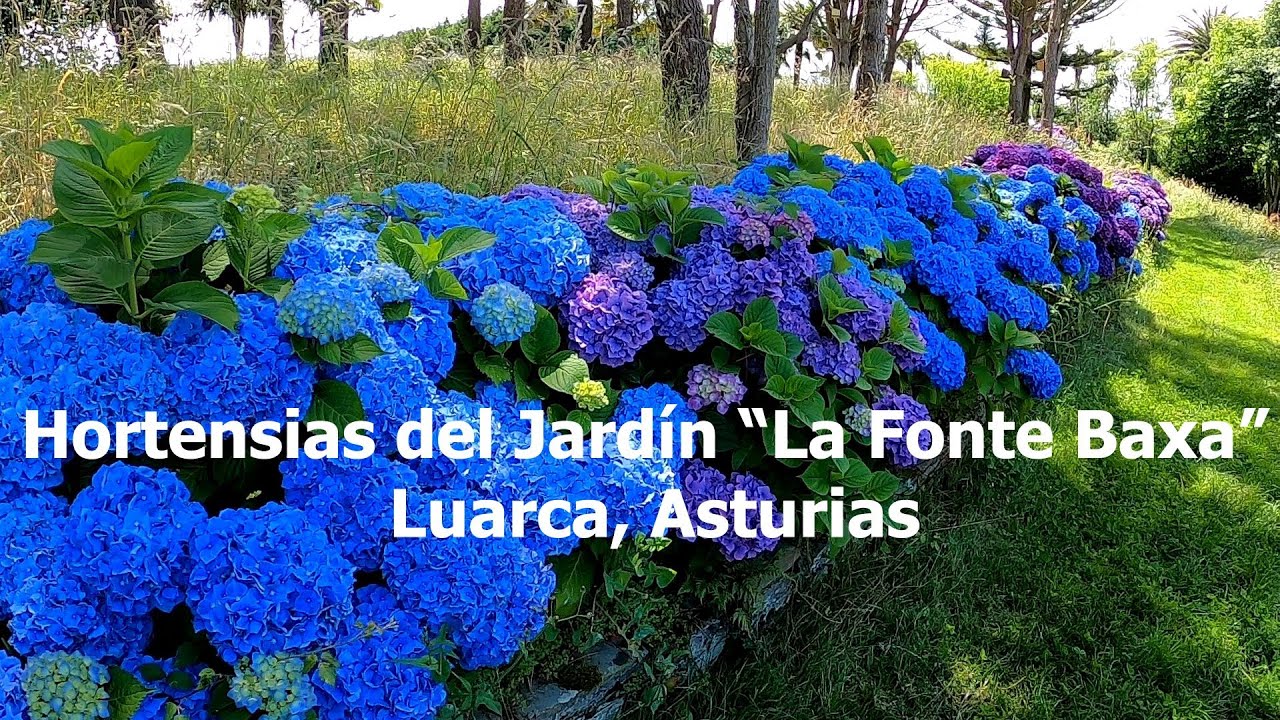 Hortensias del Bosque-Jardín de la Fonte Baxa en Luarca, Asturias, España